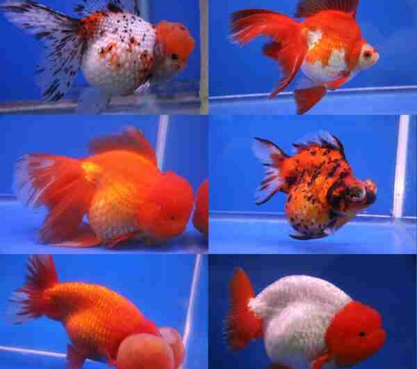 Pesce rosso Pearlscale: caratteristiche, dieta, allevamento e usi