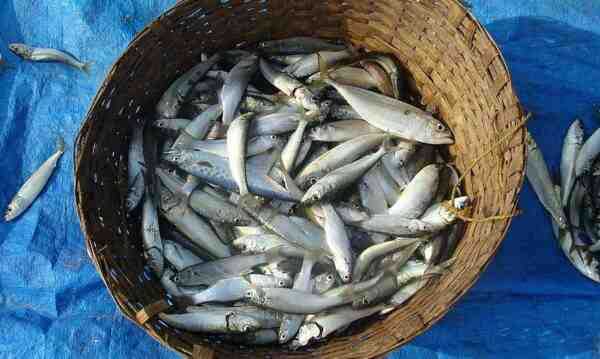 Pesce sardina indiano con olio: caratteristiche, dieta, allevamento e usi