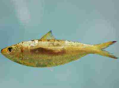 Pesce Sardinella Rotondo: Caratteristiche, Dieta, Allevamento & Usi