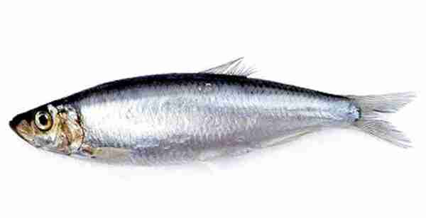 Pesce spratto europeo: caratteristiche, dieta, allevamento e usi