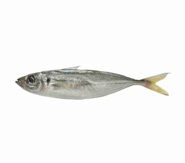 Pesce sugarello atlantico: caratteristiche, dieta, allevamento e usi