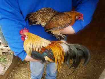 Allevamento di polli Phoenix: piano di avvio aziendale per principianti