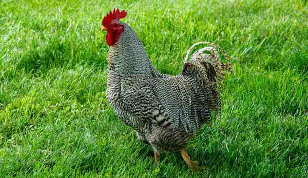 Allevamento di polli di Plymouth Rock:piano di avvio aziendale per principianti