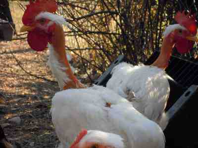 Pollo a collo nudo: caratteristiche, temperamento e informazioni sulla razza intera