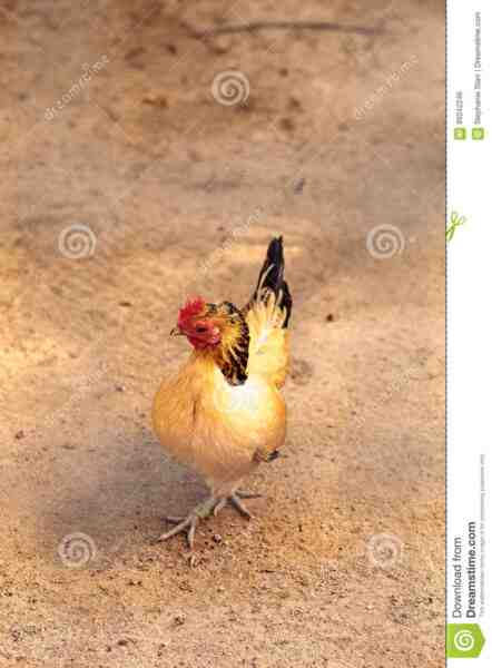 Pollo al ranuncolo siciliano: caratteristiche, temperamento e informazioni sulla razza intera