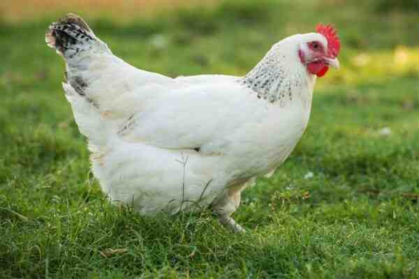 Pollo americano: caratteristiche, temperamento e informazioni sulla razza intera