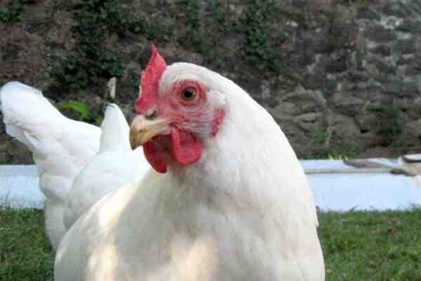 Pollo bianco del Rhode Island: caratteristiche e informazioni sulla razza intera