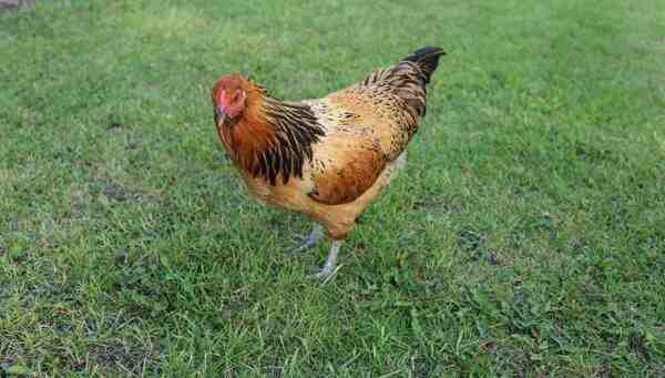 Pollo Easter Egger: caratteristiche, temperamento e informazioni sulla razza intera
