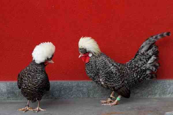 Pollo olandese: caratteristiche, temperamento e informazioni sulla razza intera