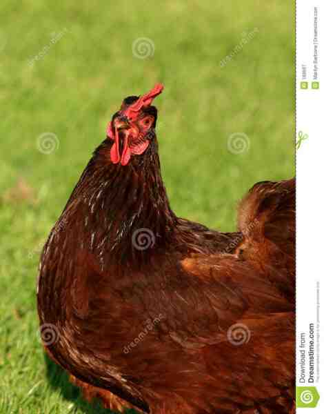 Pollo rosso del Rhode Island: caratteristiche e informazioni complete sulla razza