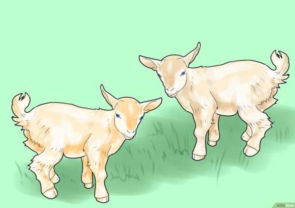 Prendersi cura delle capre in miniatura: come prendersi cura delle capre in miniatura