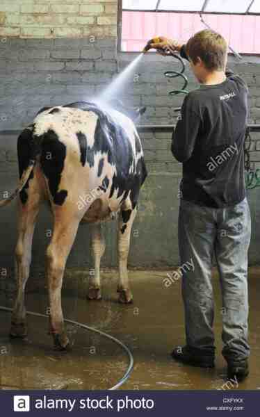 Pulire una mucca: come pulire una mucca (guida per principianti)