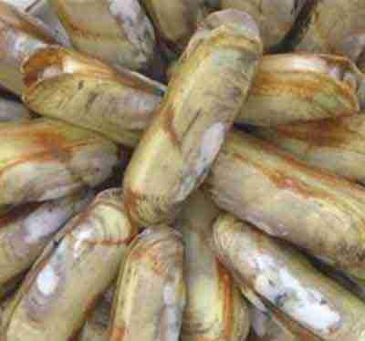 Razor Clam cinese: caratteristiche, alimentazione e allevamento