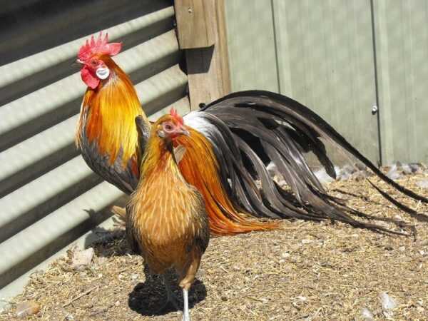 Razza di pollo Phoenix: caratteristiche, temperamento e informazioni sulla razza completa