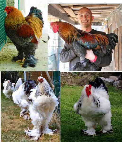 Razze di pollame asiatiche: tipi di polli allevati in Asia