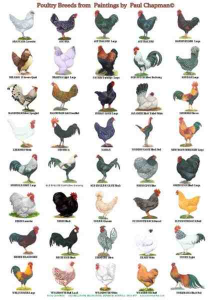 Razze di pollame: diverse razze di polli per l'agricoltura