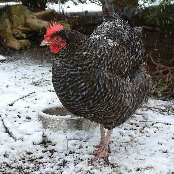 Razze di pollame inglesi: tipi di polli allevati nel mondo inglese