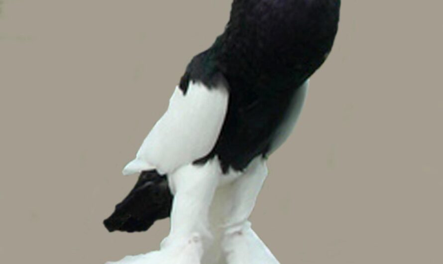 Reversewing Pouter Pigeon: caratteristiche, usi e informazioni sulla razza