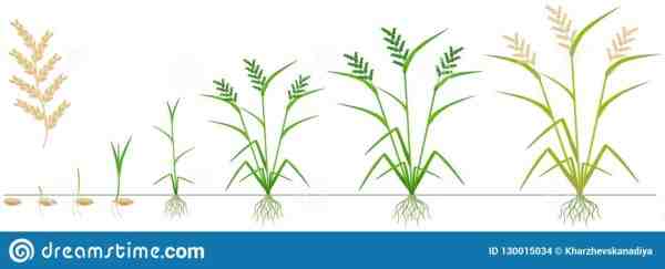Riso in crescita: coltivazione di semi di riso per principianti