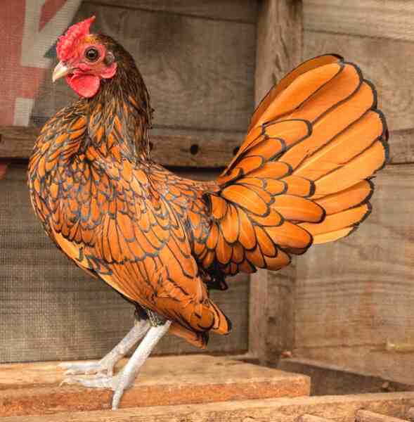 Allevamento di polli Sebright: piano di avvio aziendale per principianti