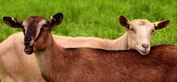 Segni di capra che scherzano: come capire quando la tua capra è in travaglio
