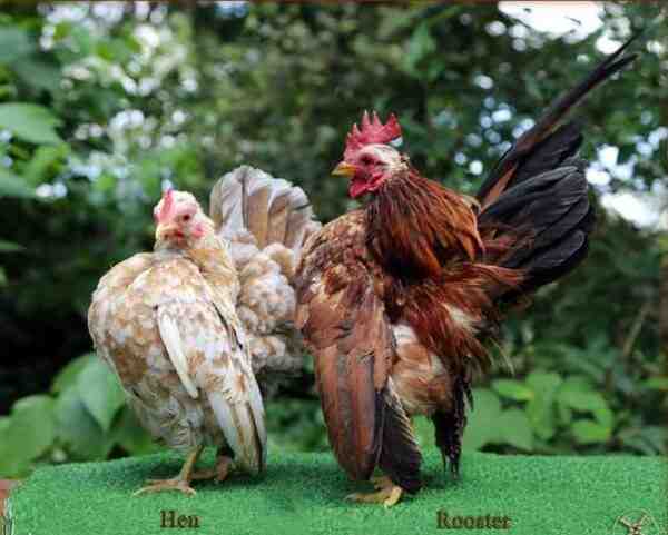 Allevamento di polli Serama: piano di avvio aziendale per principianti