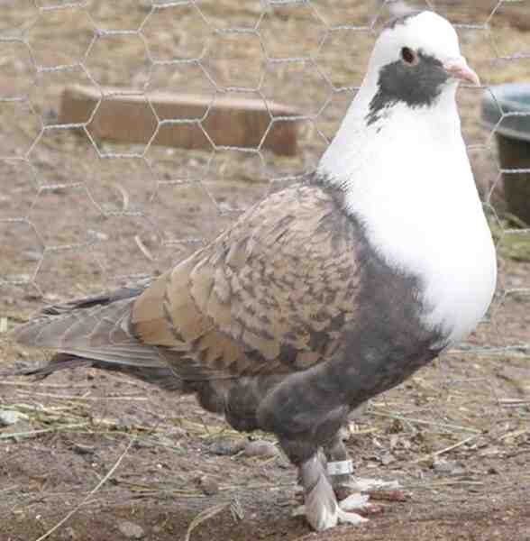 Shiraz Tumbler Pigeon: caratteristiche, usi e informazioni sulla razza