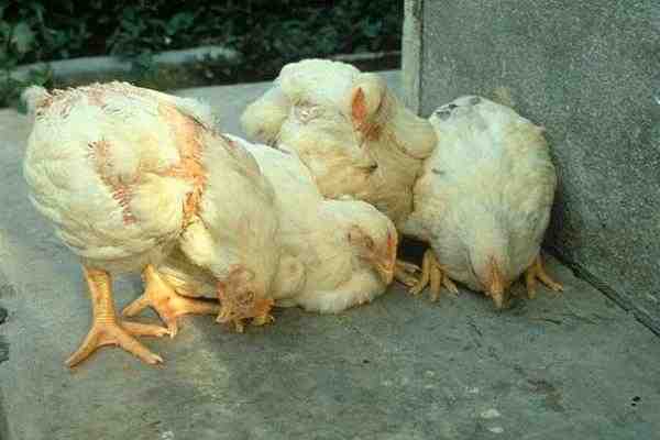 Sintomi del pollo malato: come identificare i polli malati