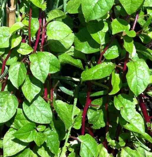 Spinaci di Malabar in crescita: allevamento di spinaci di Malabar per principianti