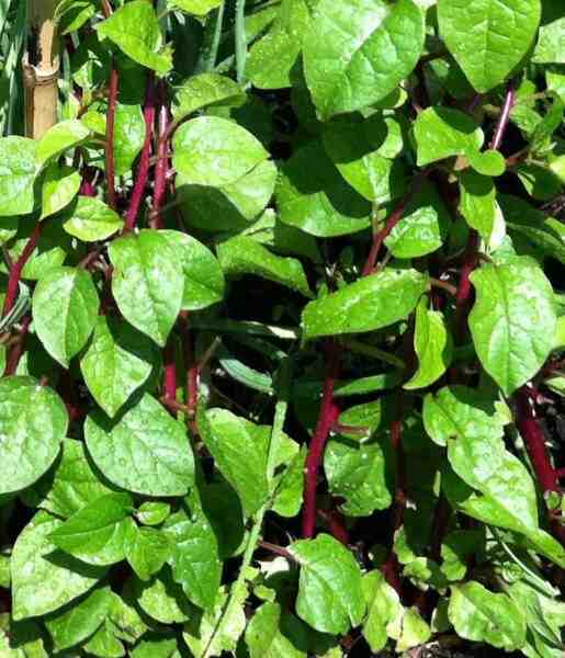 Spinaci di Malabar in crescita: allevamento di spinaci di Malabar per principianti