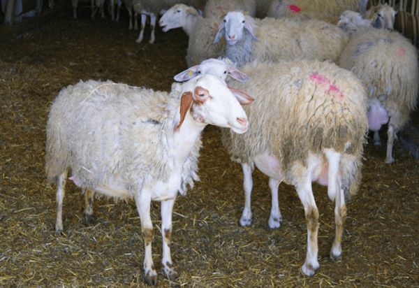 Stabulazione delle pecore: come creare un rifugio per le tue pecore