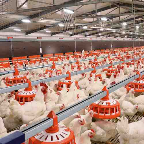Stabulazione per pollame da carne: come costruire un rifugio per polli da carne