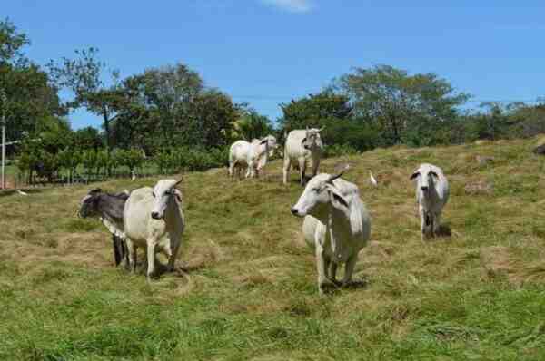 Svantaggi dell’allevamento di capre: contro dell’allevamento di capre