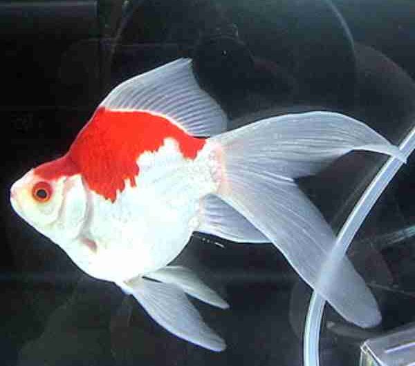 Tamasaba Goldfish: caratteristiche, dieta, allevamento e usi