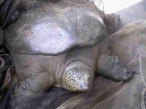Tartaruga cinese dal guscio molle: caratteristiche e informazioni