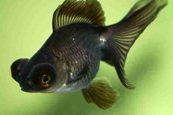 Pesce rosso telescopio: caratteristiche, dieta, allevamento e usi