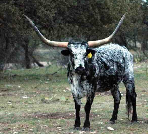 Texas Longhorn Cattle: caratteristiche, usi e informazioni complete sulla razza