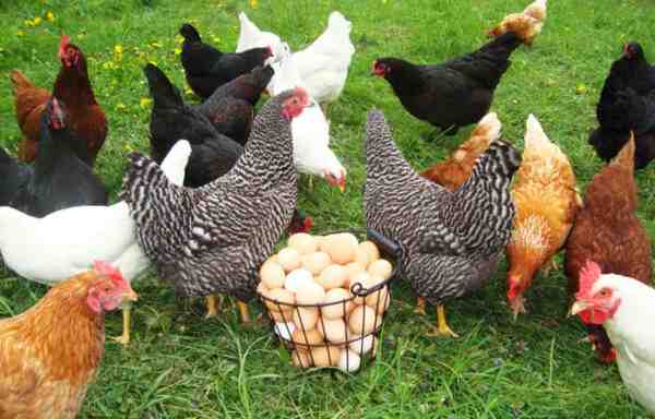 Tipi di galline ovaiole: uova colorate che producono polli