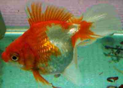 Pesce rosso Tosakin: caratteristiche, dieta, allevamento e usi