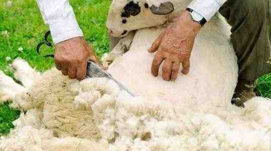 Tosatura delle pecore: come tosare le pecore (Guida per principianti)