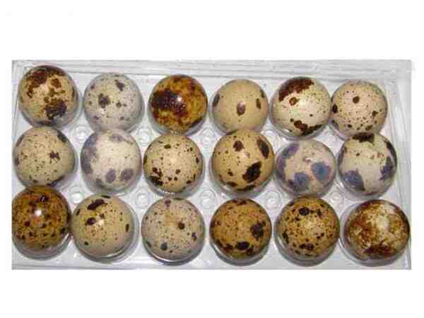 Uova di quaglia da cova: come far schiudere le uova di quaglia Guida per principianti