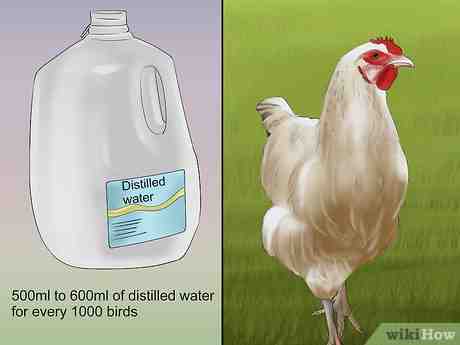 Vaccini per il pollame: diversi tipi di vaccini per il pollame