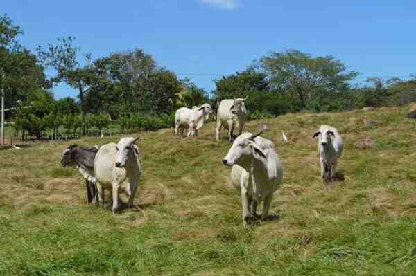 Vantaggi dell'allevamento di capre: vantaggi/benefici dell'allevamento di capre