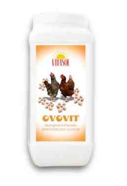 Vitamine per le galline ovaiole: tipi di vitamine di cui hanno bisogno le galline ovaiole