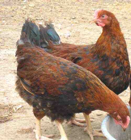 Allevamento di polli Welsummer: piano di avvio aziendale per principianti