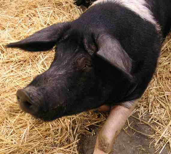 Wessex Saddleback Pig: caratteristiche e informazioni sulla razza
