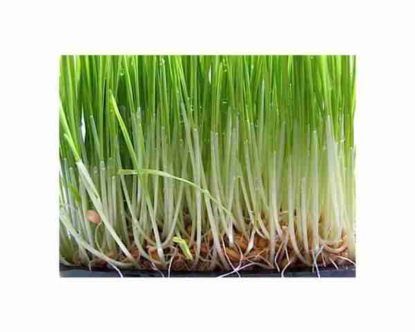 Erba di grano in crescita: agricoltura biologica di Wheatgrass nel giardino di casa