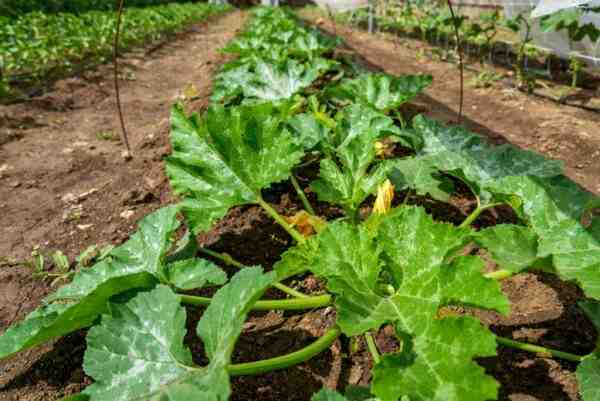 Zucchine in crescita: agricoltura biologica di zucca nell’orto domestico