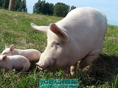 האם גידול חזירים רווחי?  עובדות מבוססות