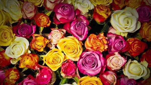כיצד להקים עסק בגידול ורדים